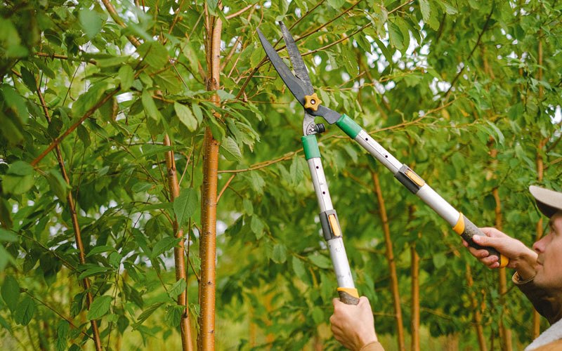 Tree trimming in Clarkia, ID