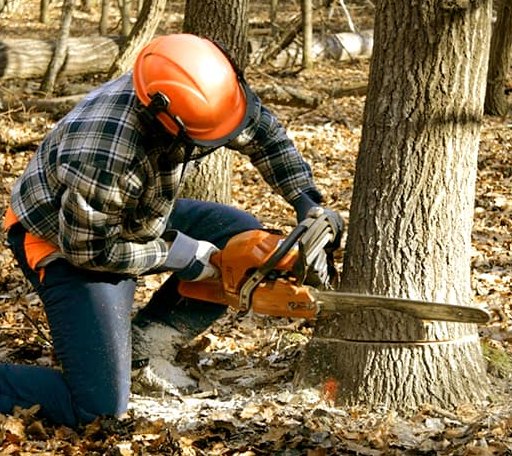 Tree Removal in Clarkia, ID